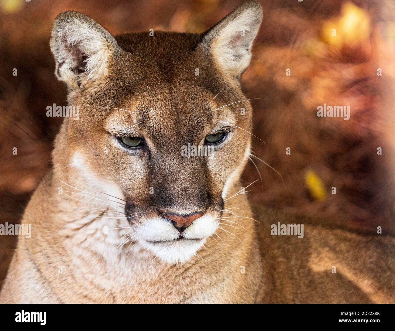 A cougar (Puma concolor) enjoys the fall weather at the WNC Nature