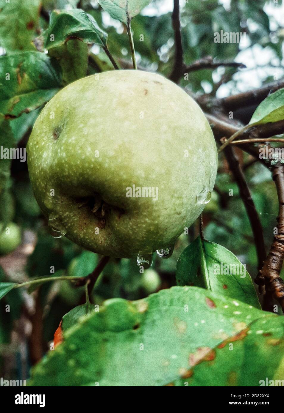 Close-up of an apple tree after rain Stock Photo