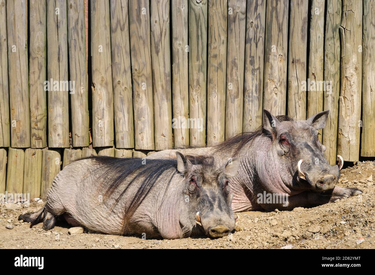 Erie zoological park hires stock photography and images Alamy