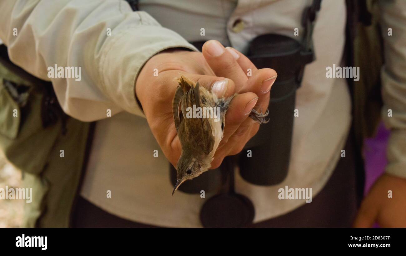 Photographer's grip on bird, wildlife sighting and capture; Chile. Stock Photo