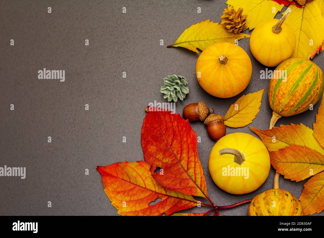 Autumn background with decorative pumpkins, fall leaves, acorns and fir ...
