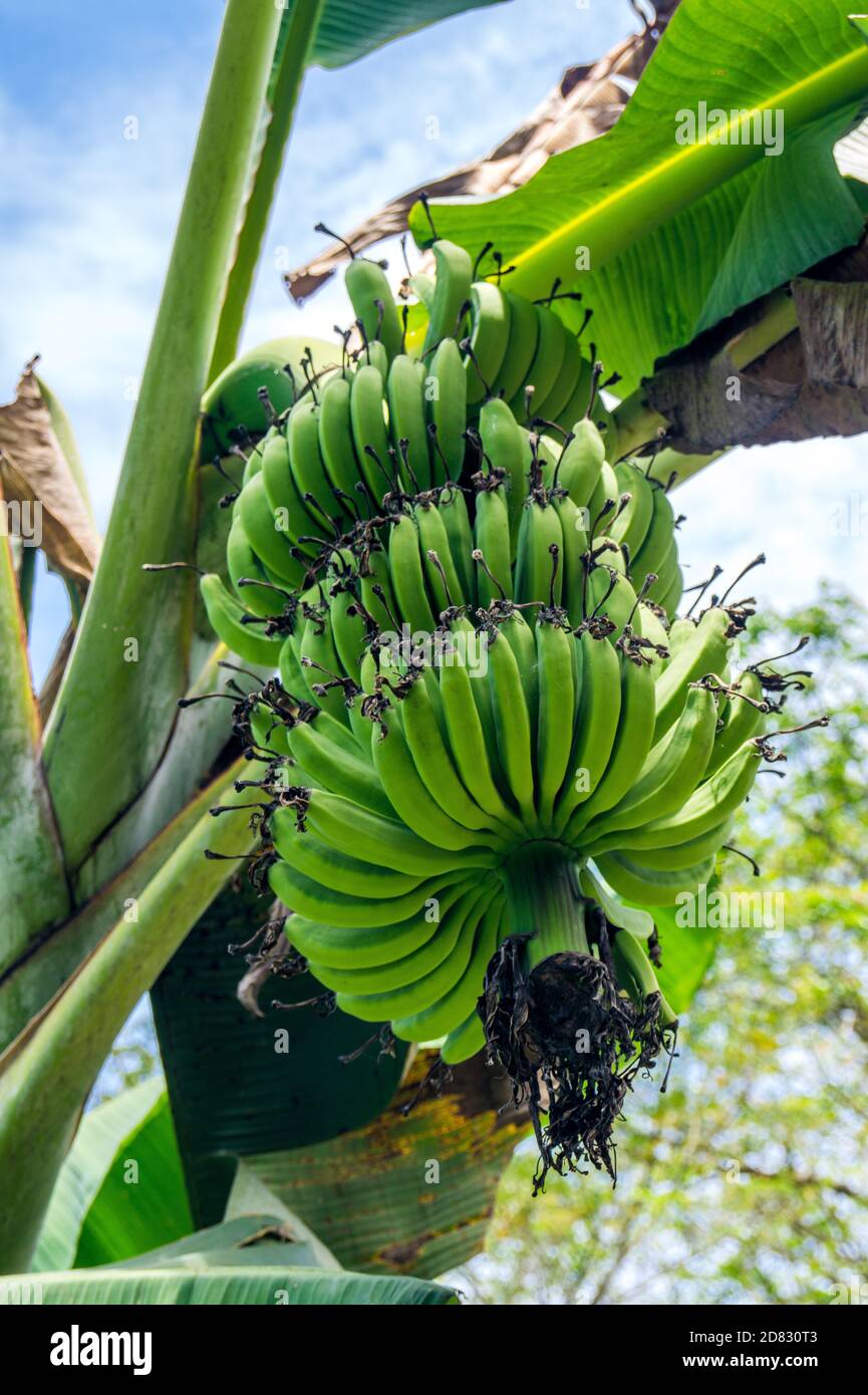 Bananas in the rainforest Stock Photo