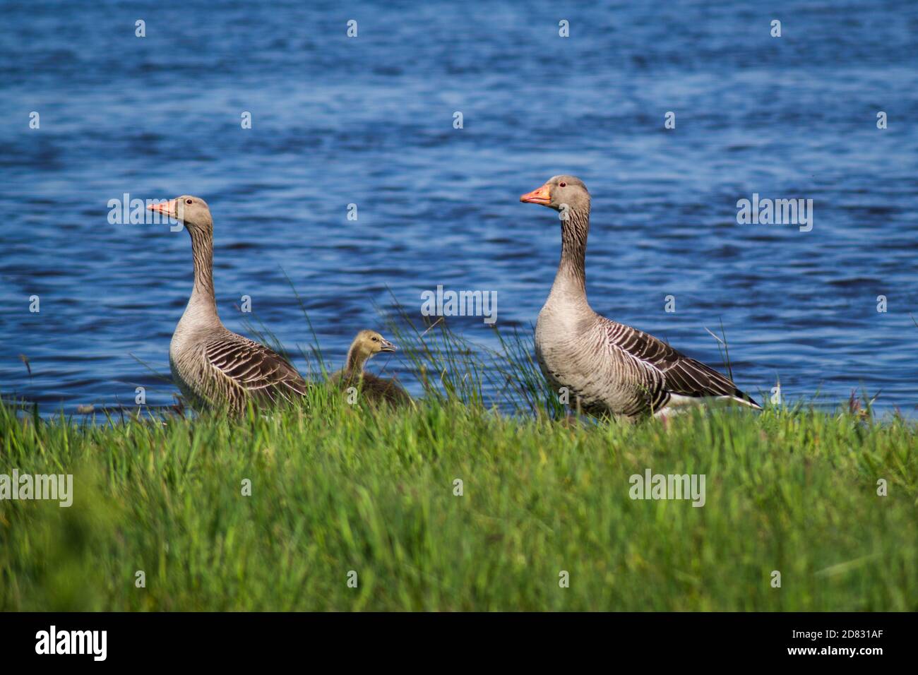 Geese Family Stock Photo