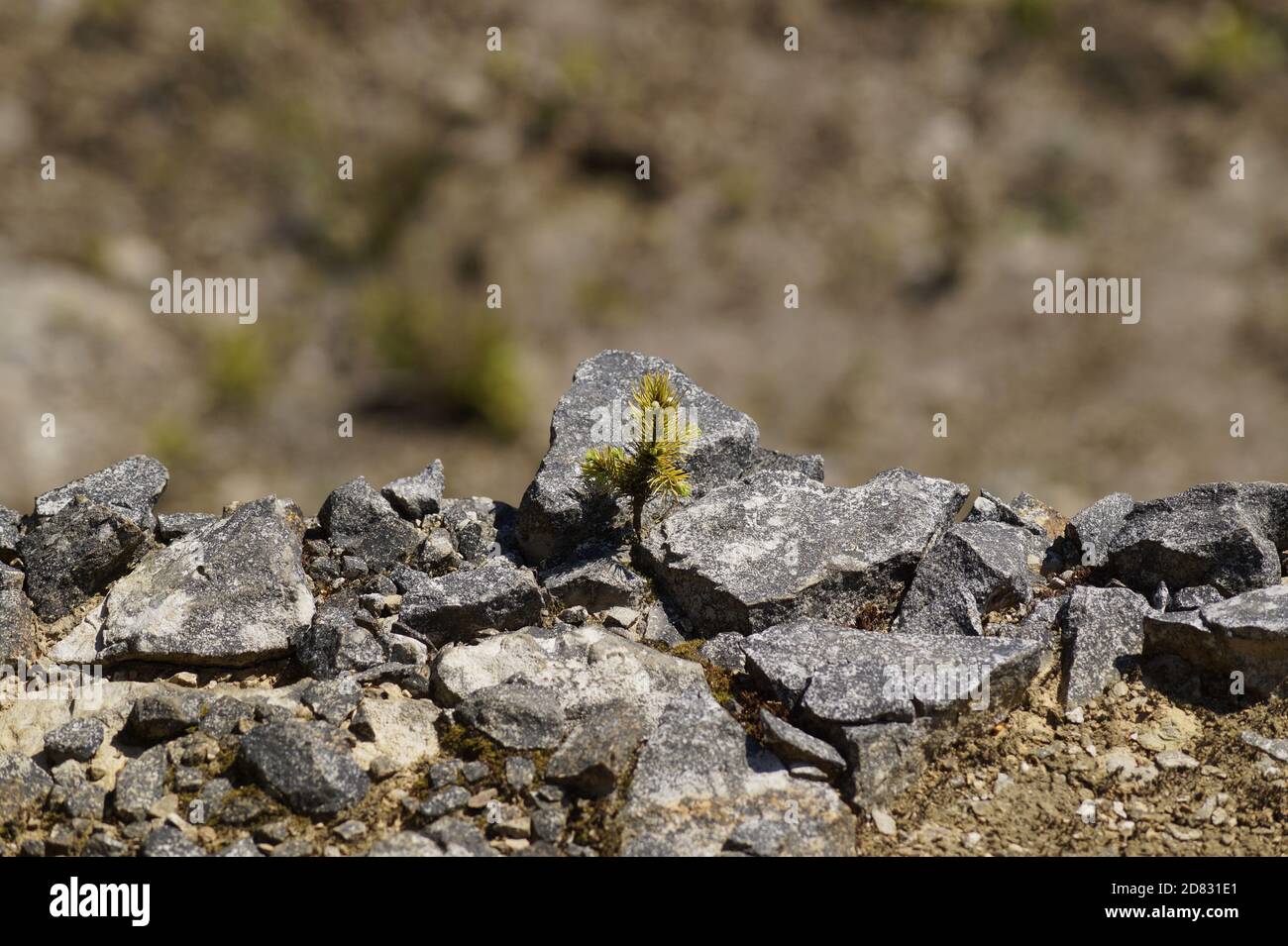 Small tree growing on Rocks Stock Photo