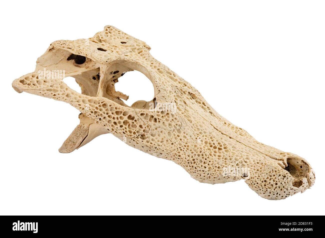 Skull of yacare caiman from Brazilian Pantanal, species indigenous of South America, isolated on white background, Brazil Stock Photo