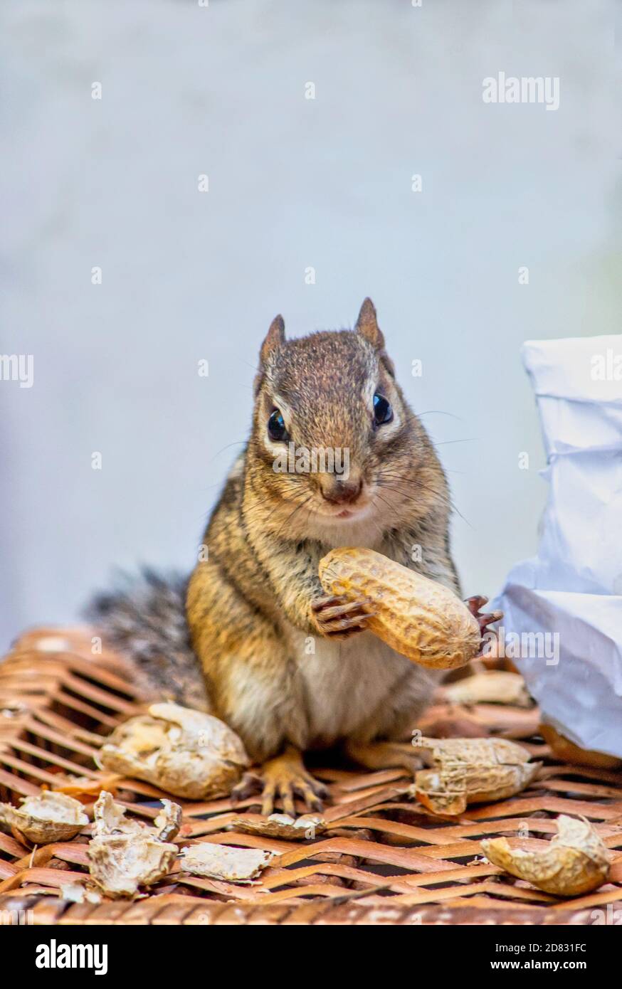 Little chipmunk poses with a delicious peanut snack and holds a peanut in the shell almost as big as she is Stock Photo