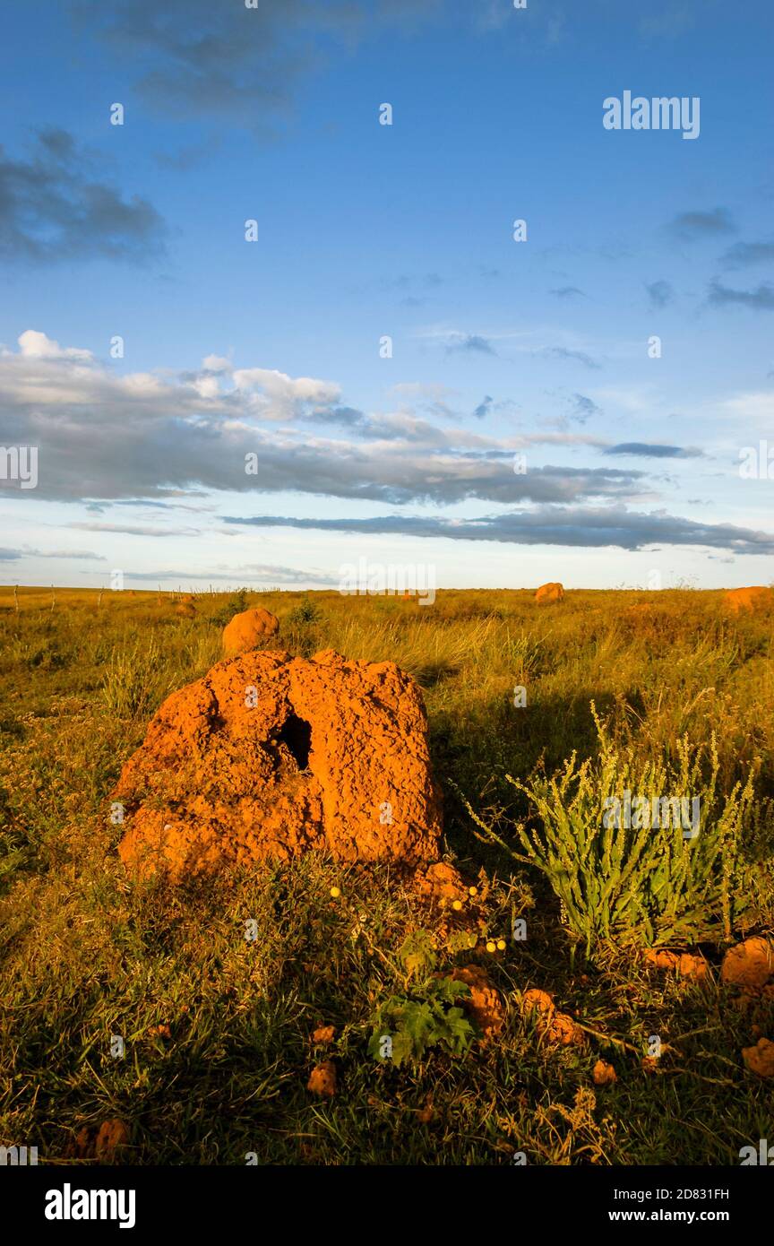 Brazilian cerrado savanna landscape and vegetation, cerrado grassland, termite mounds, Serra da Canastra, Minas Gerais, Brazil Stock Photo