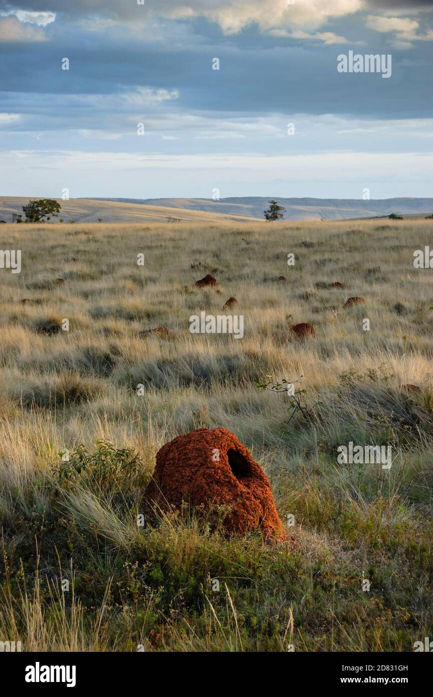 Cerrado brazil mound hi-res stock photography and images - Alamy
