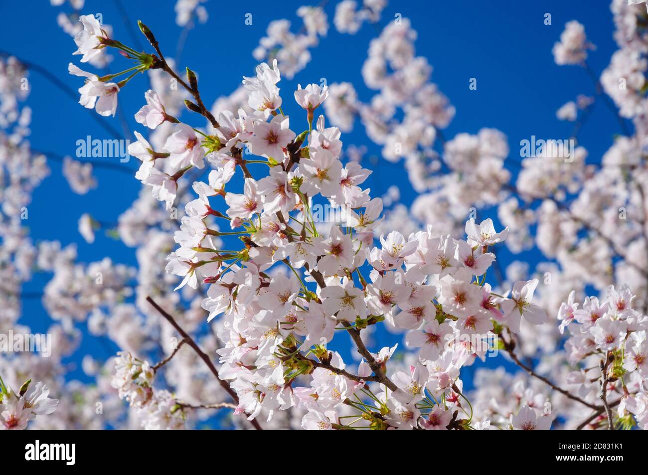 Cherry Blossom Festival Stock Photo - Alamy