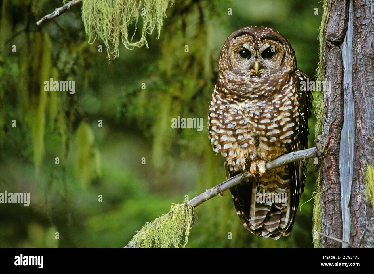Northern Spotted Owl in old-growth forest; Willamette National Forest, Cascade Mountains, Oregon, USA. Stock Photo
