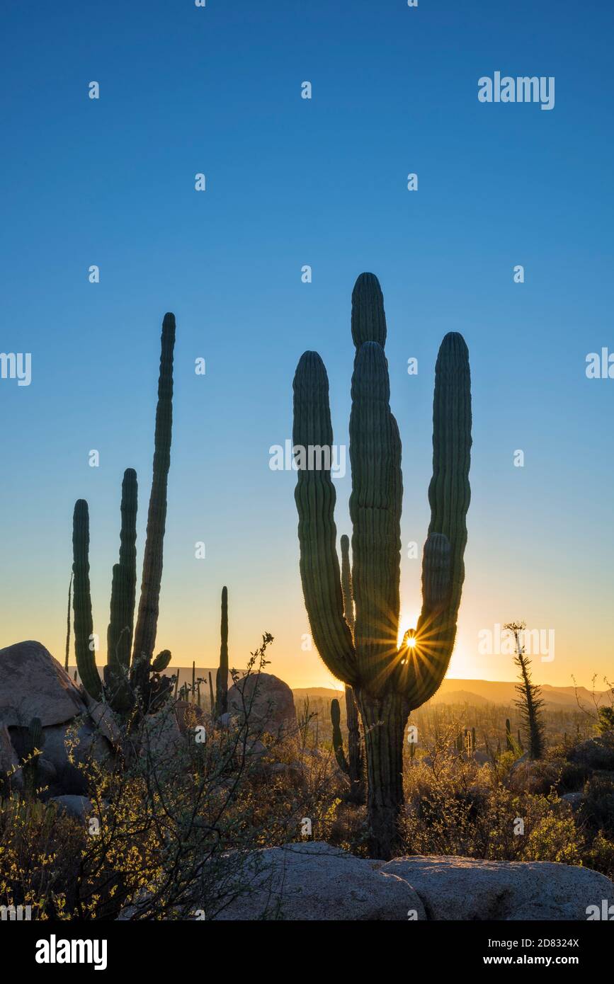 Cardon cactus and Boojum tree; Valle de los Cirios, Baja California, Mexico. Stock Photo