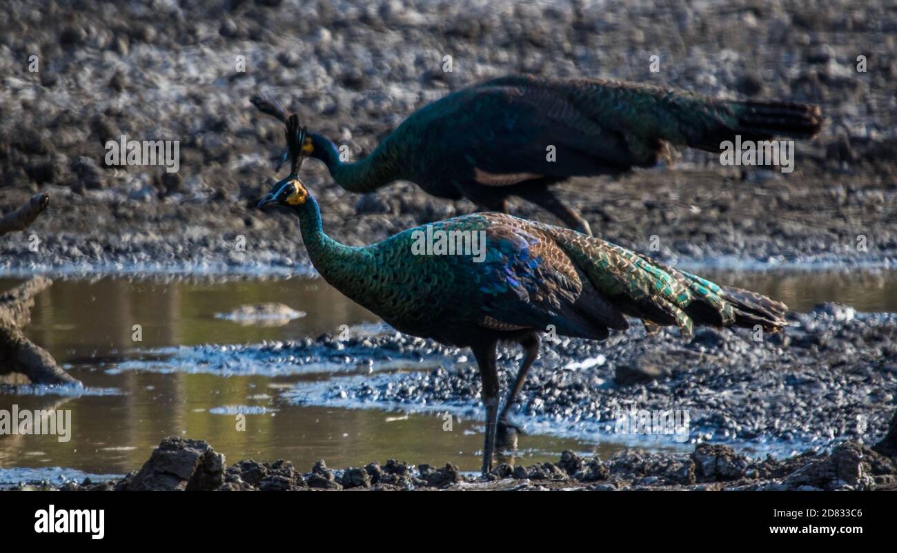 (201026) -- PHNOM PENH, Oct. 26, 2020 (Xinhua) -- Photo released by the Wildlife Conservation Society (WCS) on Oct. 26, 2020 shows green peafowls in Keo Seima Wildlife Sanctuary in eastern Cambodia. The Wildlife Conservation Society (WCS) released a report on Monday, showing a 10-year population trend for 13 key wildlife species found in the Keo Seima Wildlife Sanctuary (KSWS), Cambodia's most biodiverse protected area. (Ashish John/WCS/Handout via Xinhua) Stock Photo