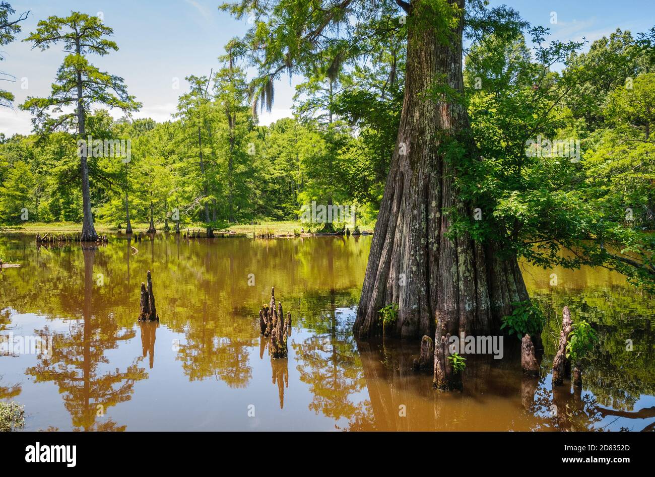 Escape to the Enchanting World of Leroy Percy State Park: Mississippi's Hidden Gem