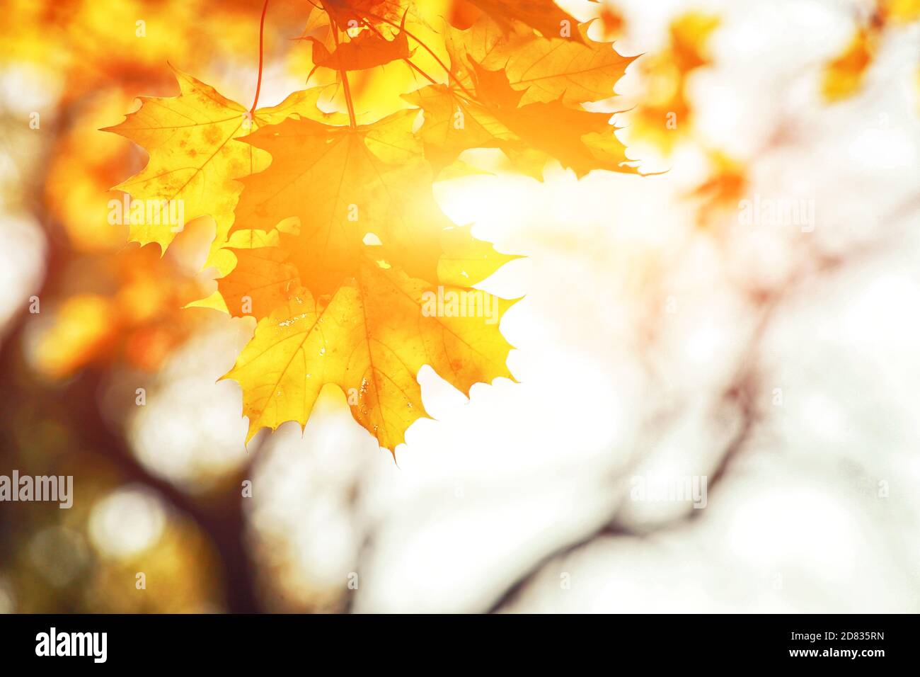 can guinea pigs eat maple leaves