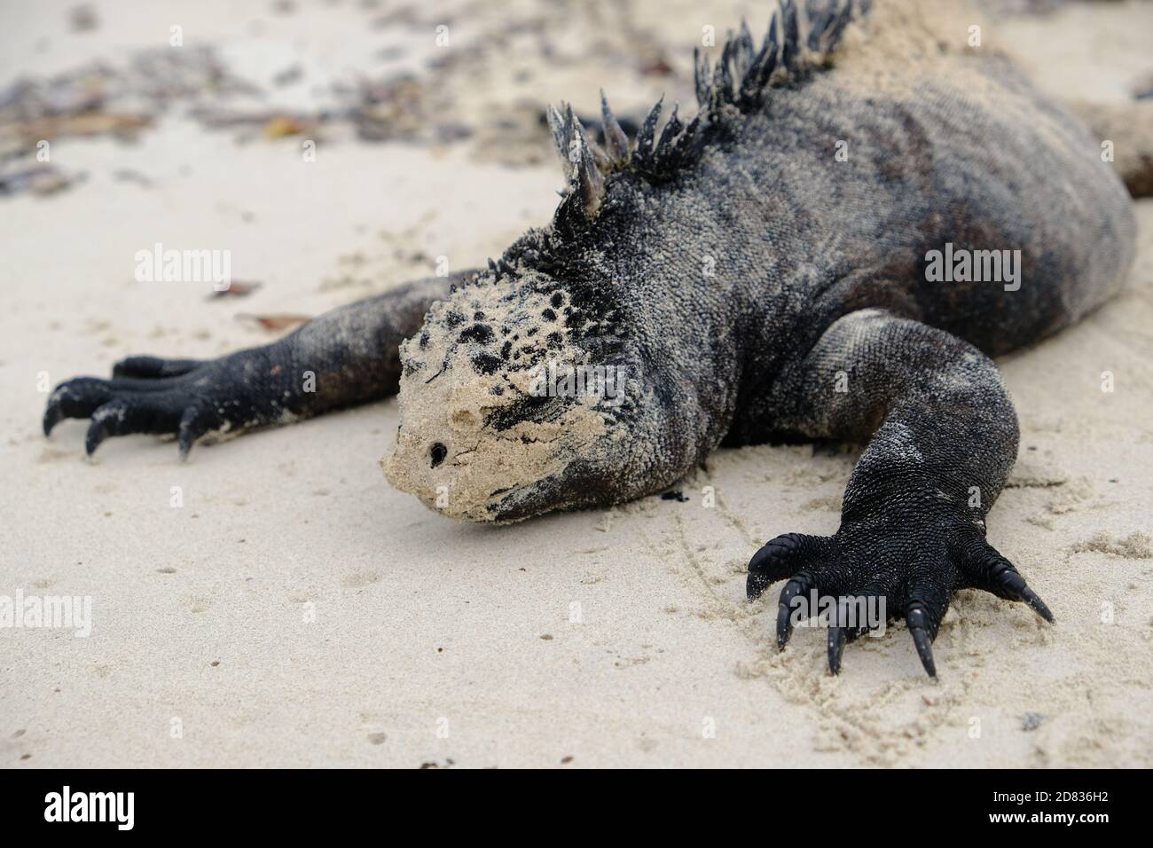 Ecuador Galapagos Islands - Santa Cruz Island Marine iguana sunbathing at Galapagos Beach at Tortuga Bay Stock Photo