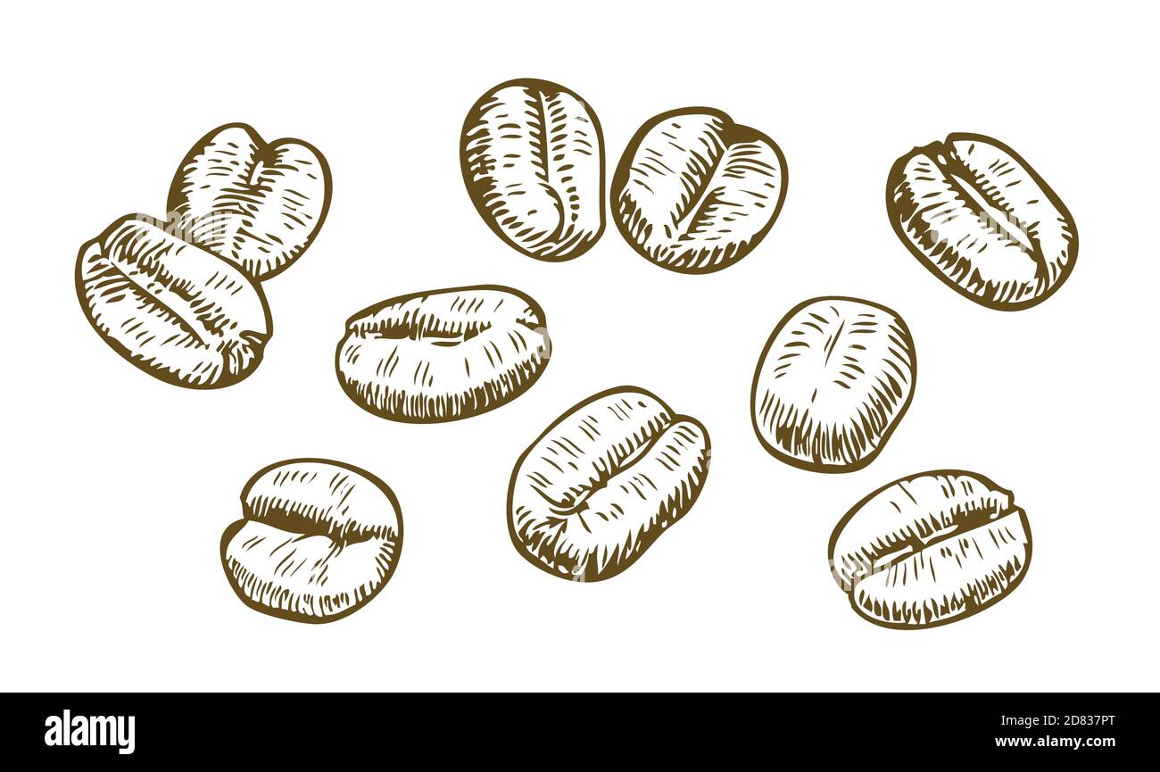 Coffee beans sketch. Drink vintage vector illustration Stock Vector