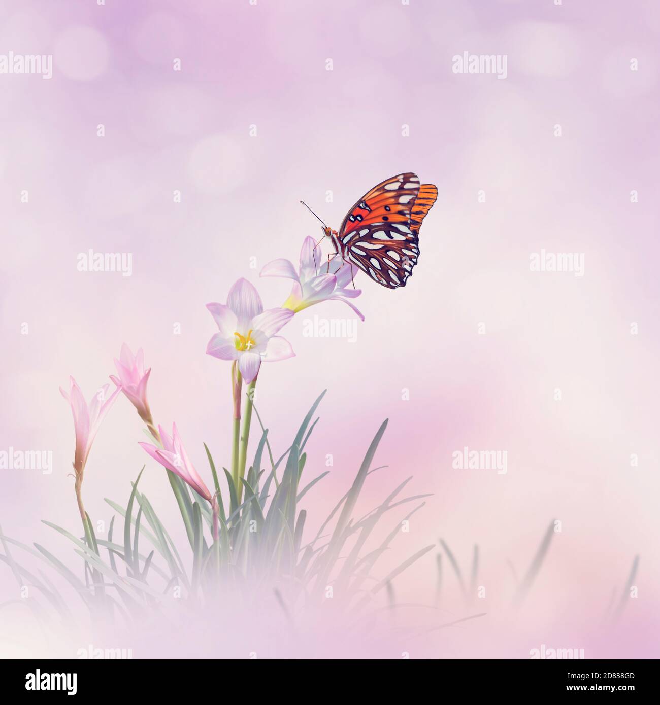 Pink rain Lily (Zephyranthes rosea) Flowers and butterfly in the garden Stock Photo