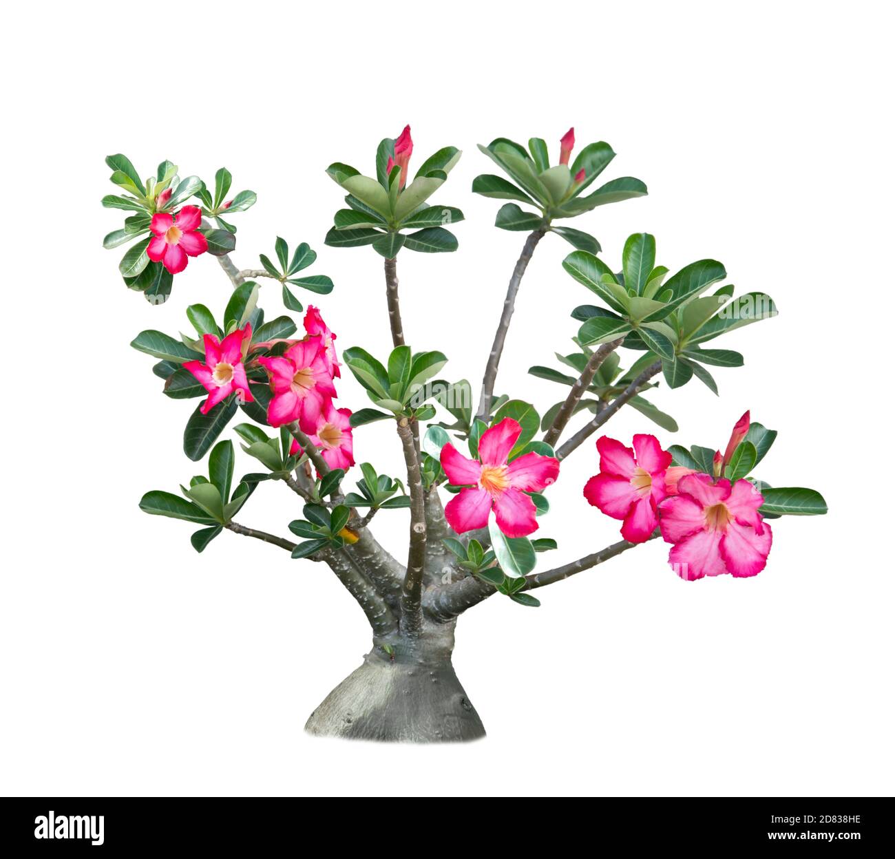 Pink Desert Rose, Adenium tree, Isolated on white background Stock ...