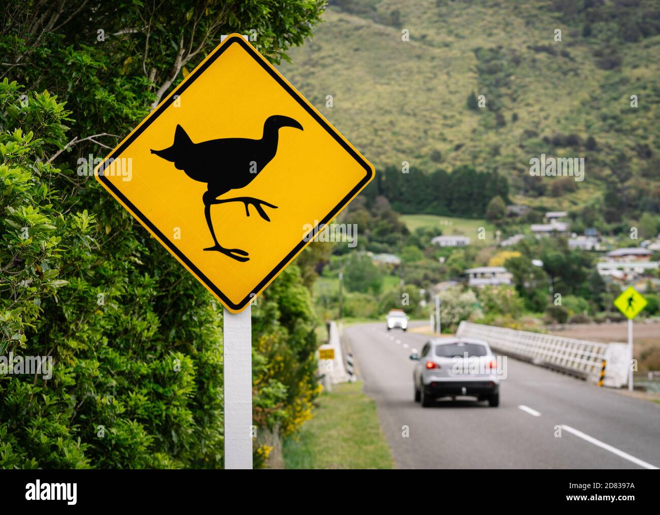 Pukeko Native New Zealand Bird High Resolution Stock Photography and ...