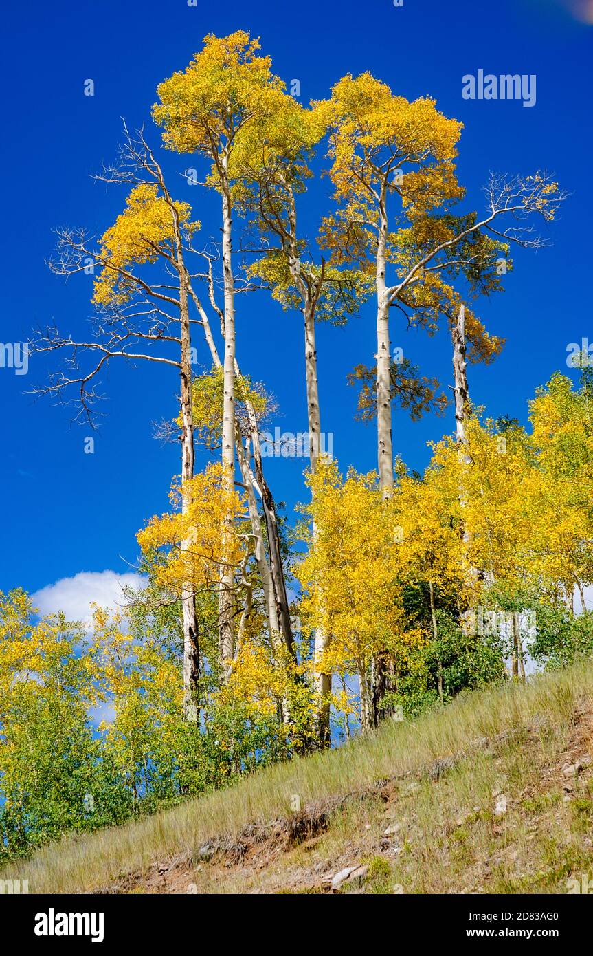 Cedar Breaks National Monument Stock Photo Alamy