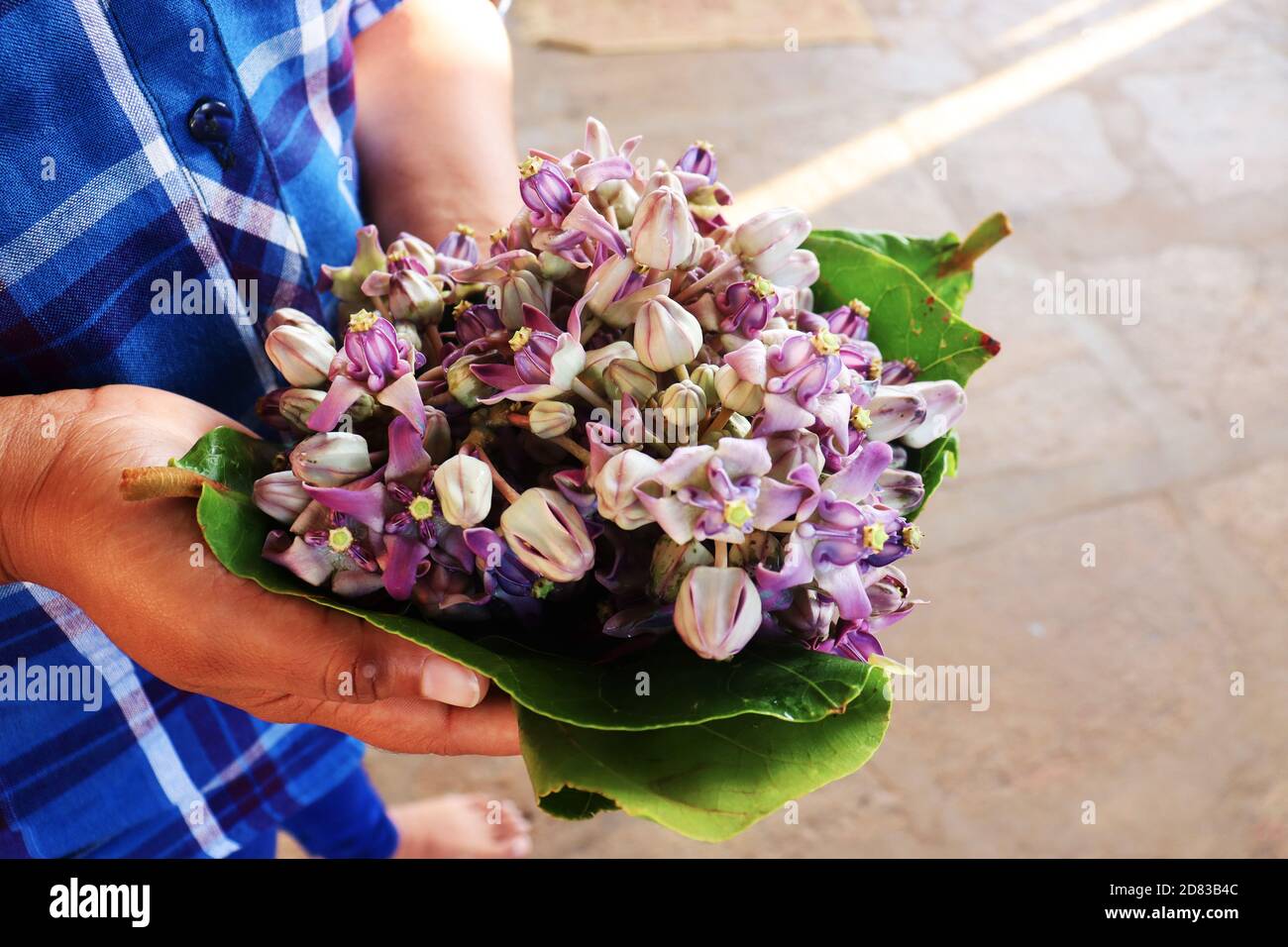 A fresh bunch of flowers hires stock photography and images Alamy