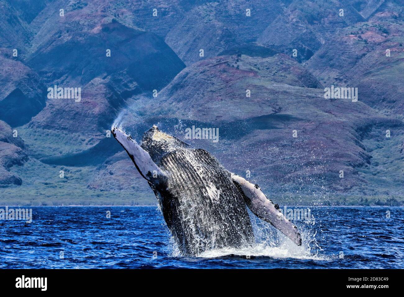Exuberant breach on Maui by a large humpback whale. Stock Photo