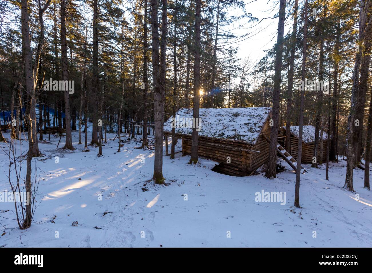 Pristine taiga forest hi-res stock photography and images - Alamy