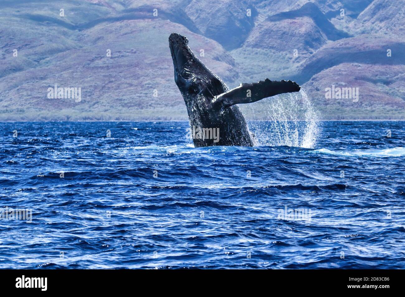 Power dislayed by a large breaching humpback whale. Stock Photo