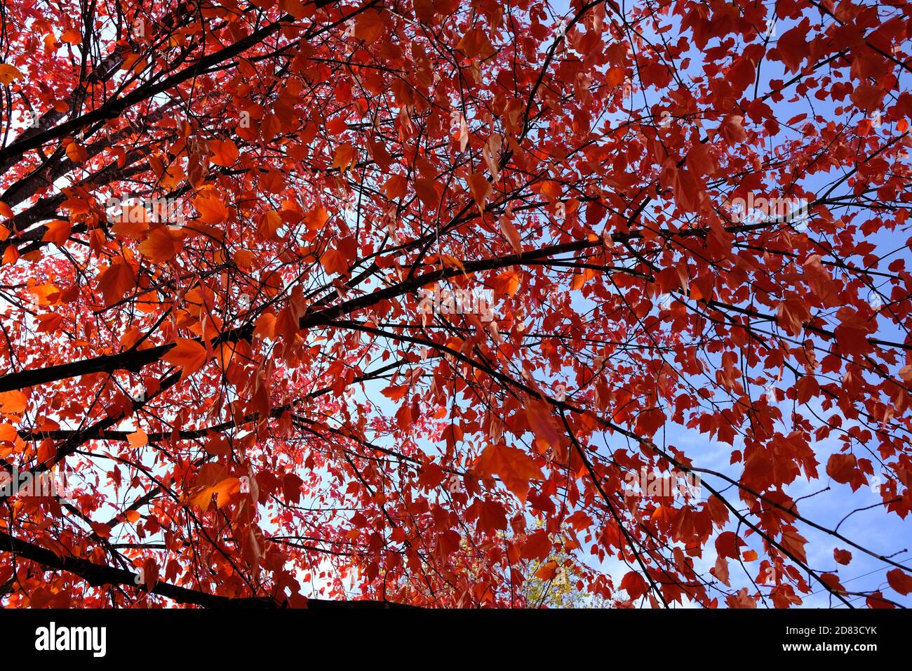 Ncc fall rhapsody hi-res stock photography and images - Alamy