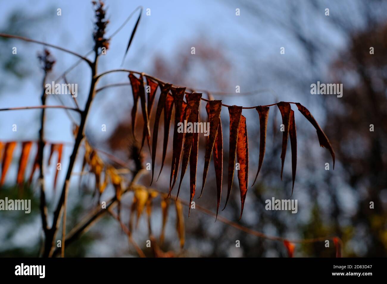 Fall sumac leaves turning brown and ready to drop on a trail outside of