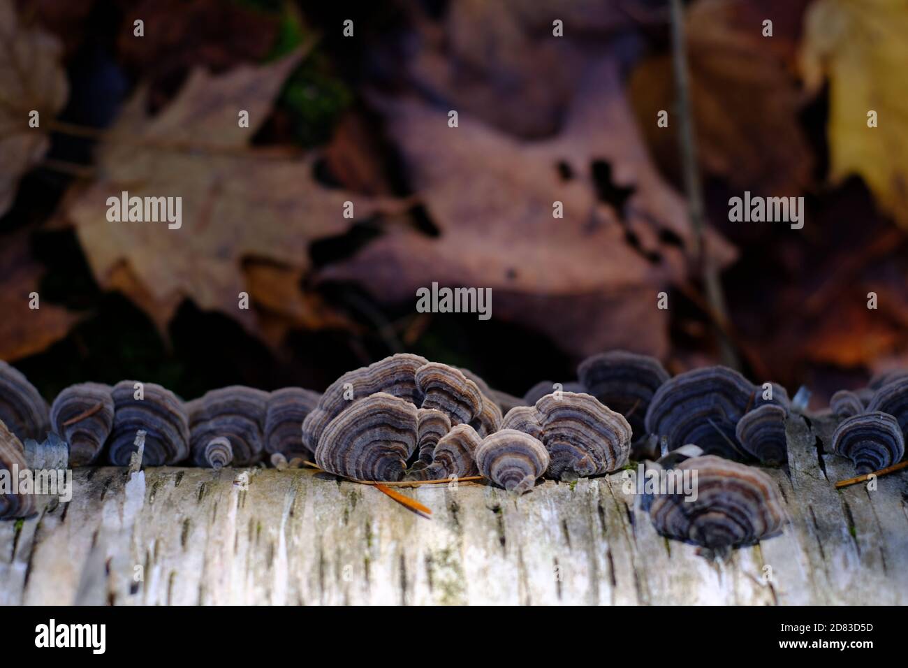 Turkey tail fungus (Trametes versicolor) on a log in an autumnal, leafy forest in Quebec. Wakefield, Canada. Stock Photo