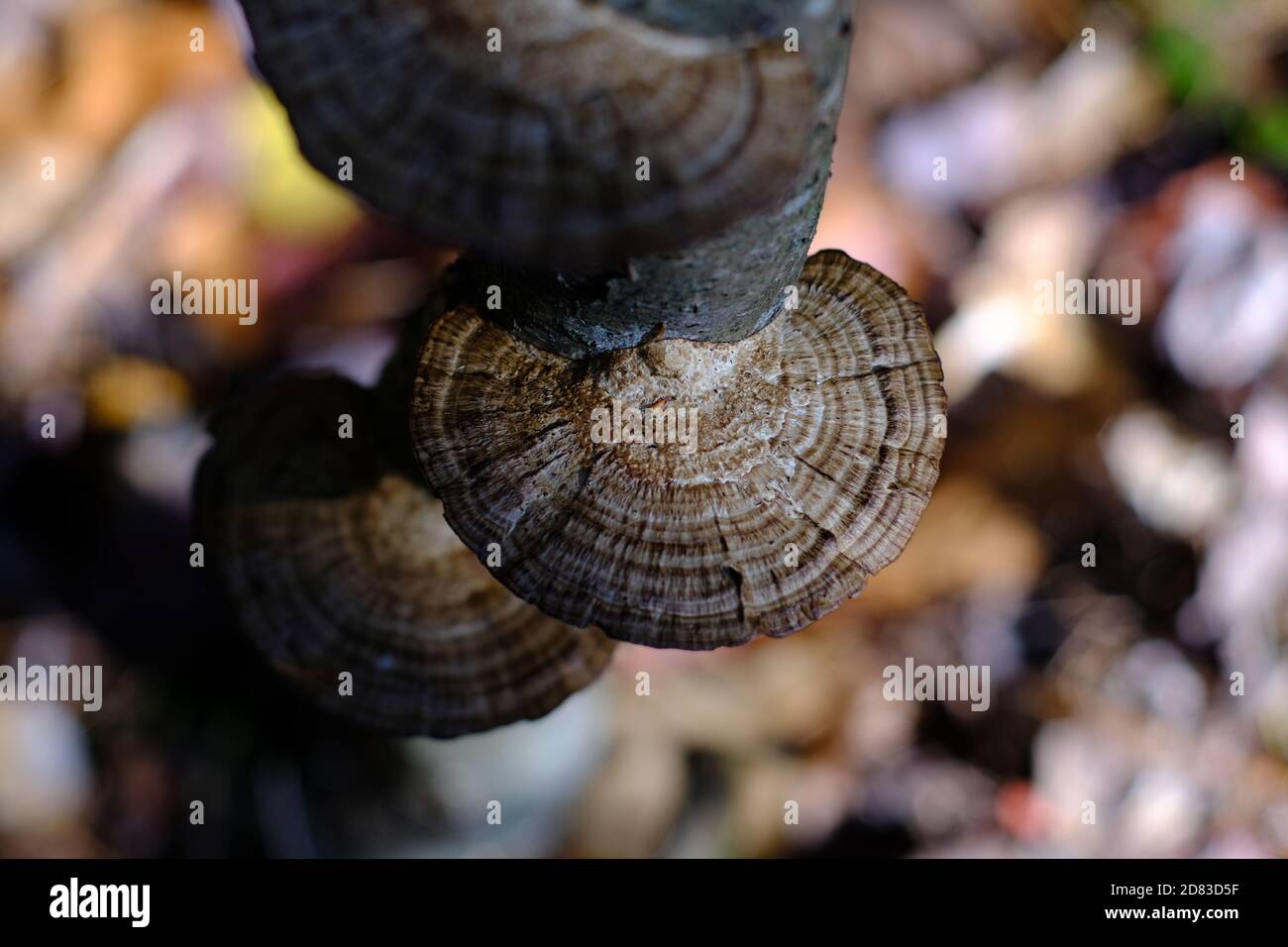 Turkey tail fungus (Trametes versicolor) growing on an upright tree stump  in a forest in Quebec. Wakefield, Canada. Stock Photo