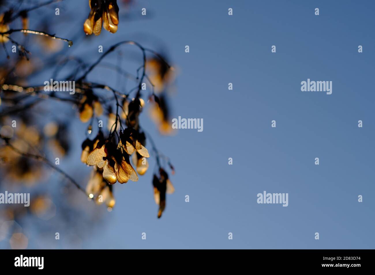 Glowing helicopter seeds of an amur maple (Acer ginnala) against a blue sky on a sunny morning in Ottawa, Ontario, Canada. Stock Photo