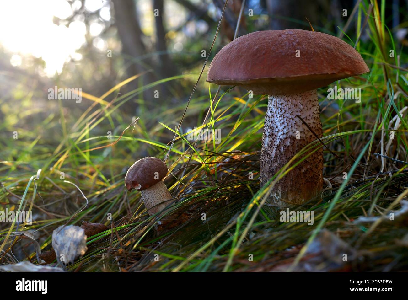 Large and small mushrooms are brown podosinoviki next to in the grass sedge, in the woods, near the abandoned basket. Stock Photo