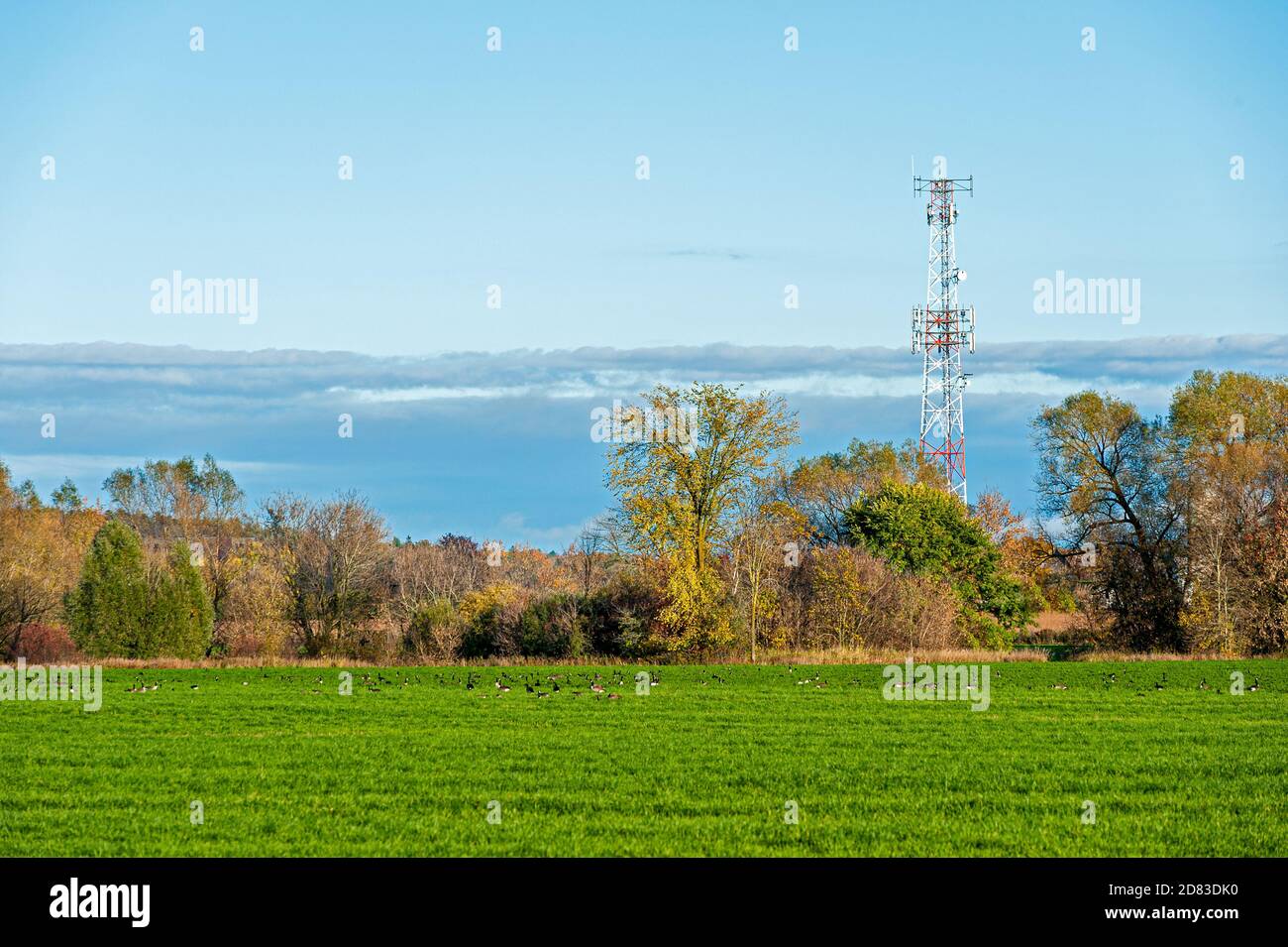 Microwave tower behind bushes and field Stock Photo