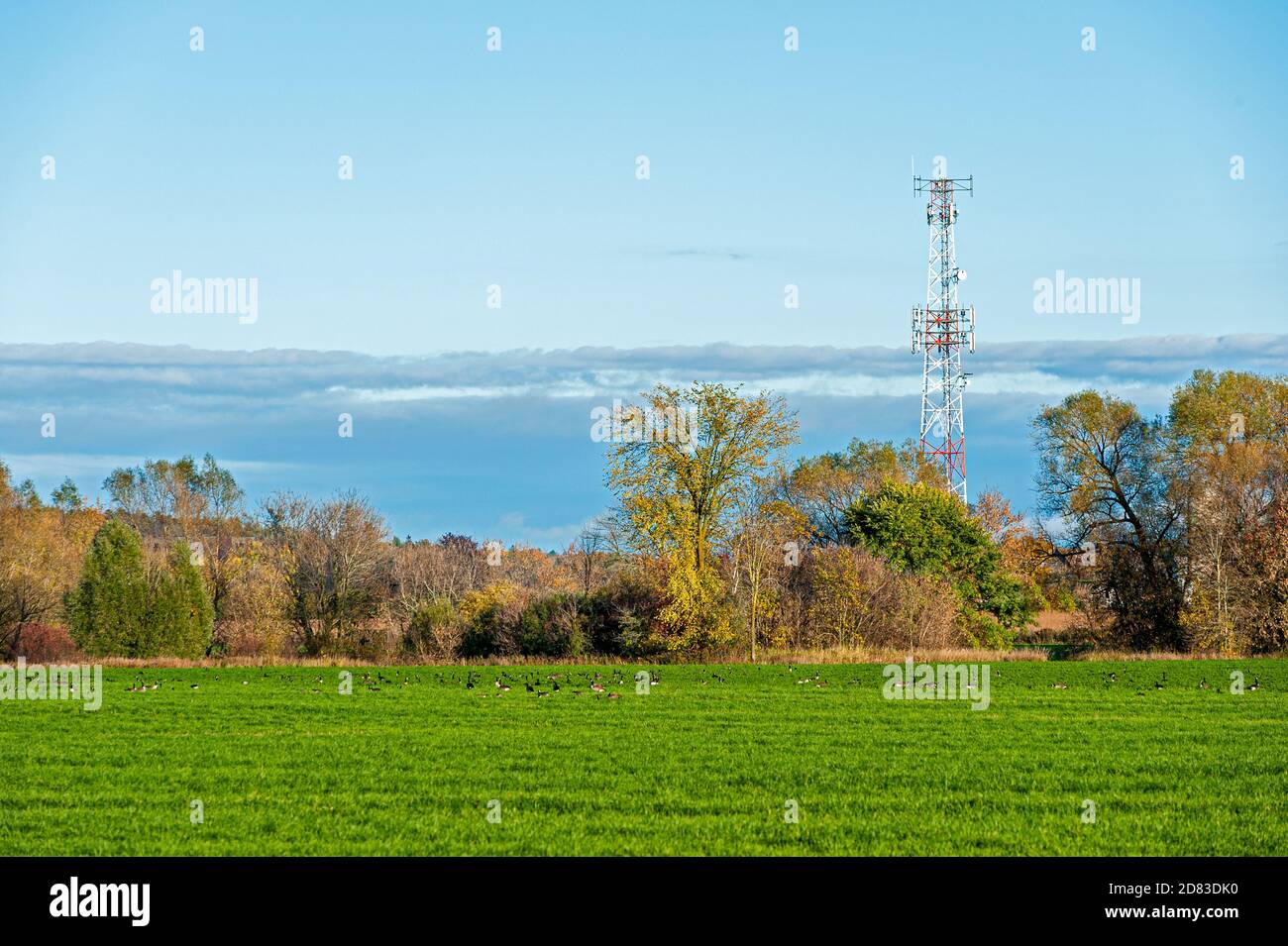 Microwave tower behind bushes and field Stock Photo
