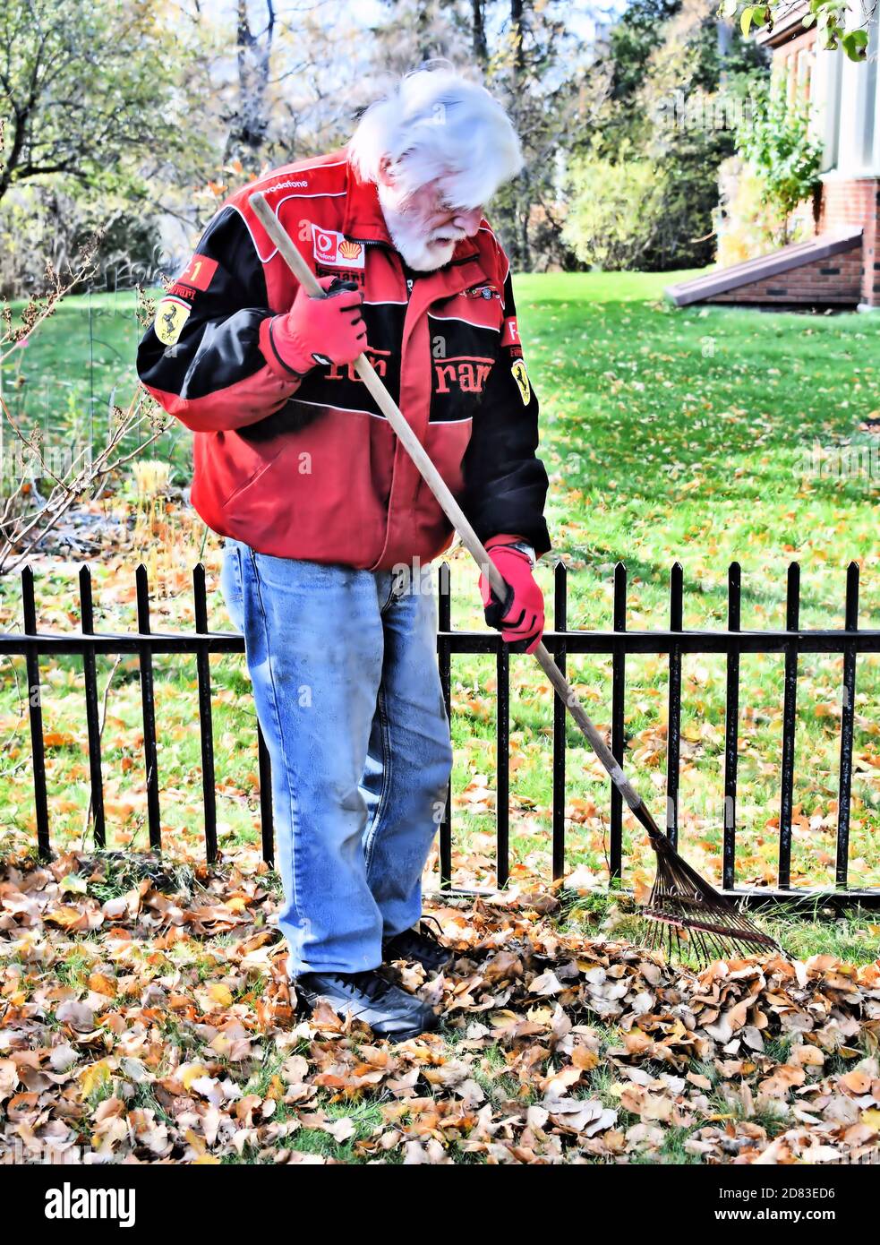 Senior with white hair and red jacket raking leaves in Autumn Stock Photo