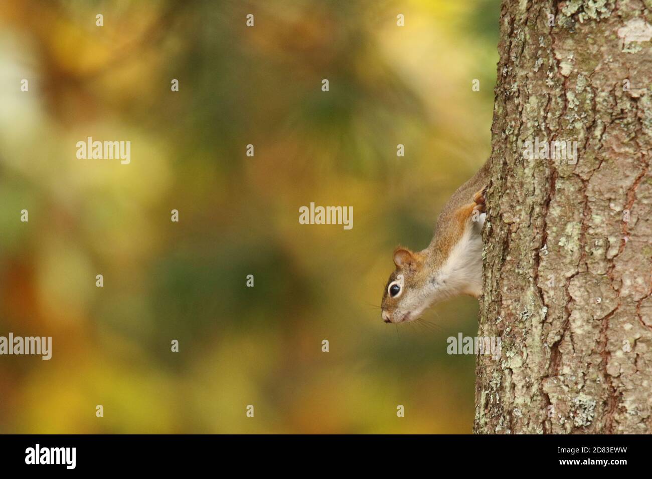 A red squirrel climbing down a tree with a background of Fall leaves Stock Photo