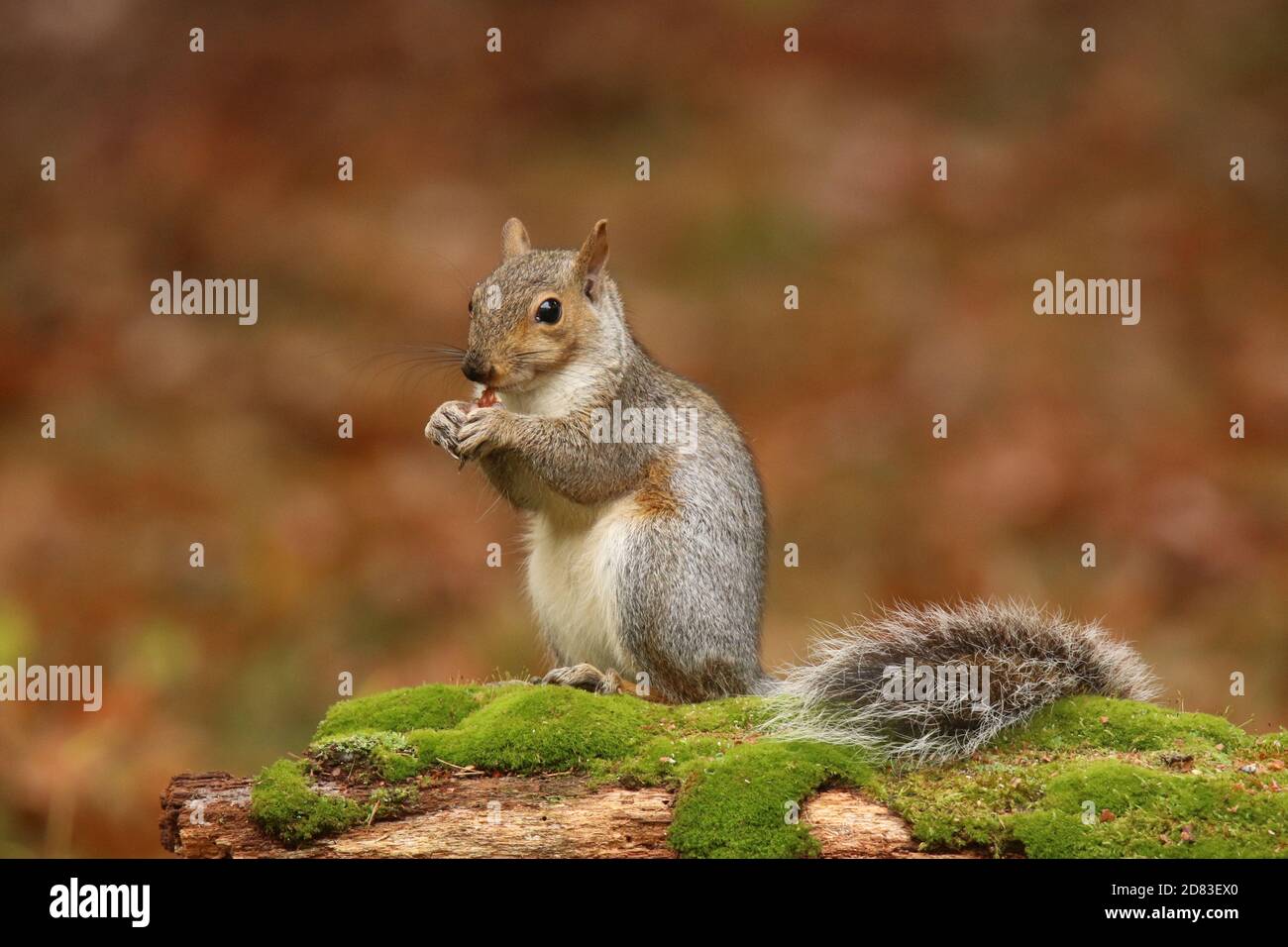 Gray squirrel Sciurus carolinensis sitting on a mossy branch in Fall eating food Stock Photo