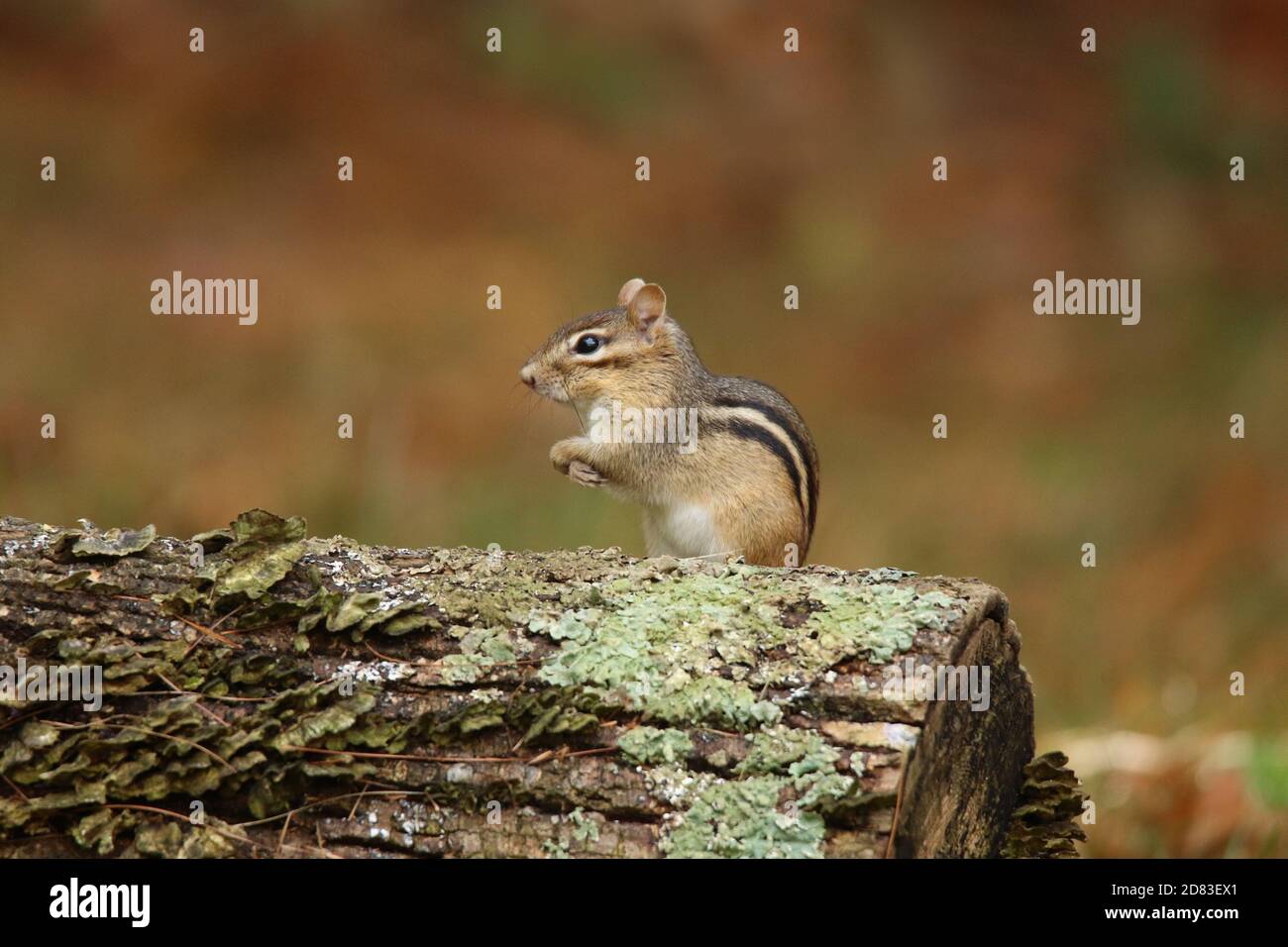 Eastern chipmunk Tamias striatus in Fall sitting on a log in side view Stock Photo