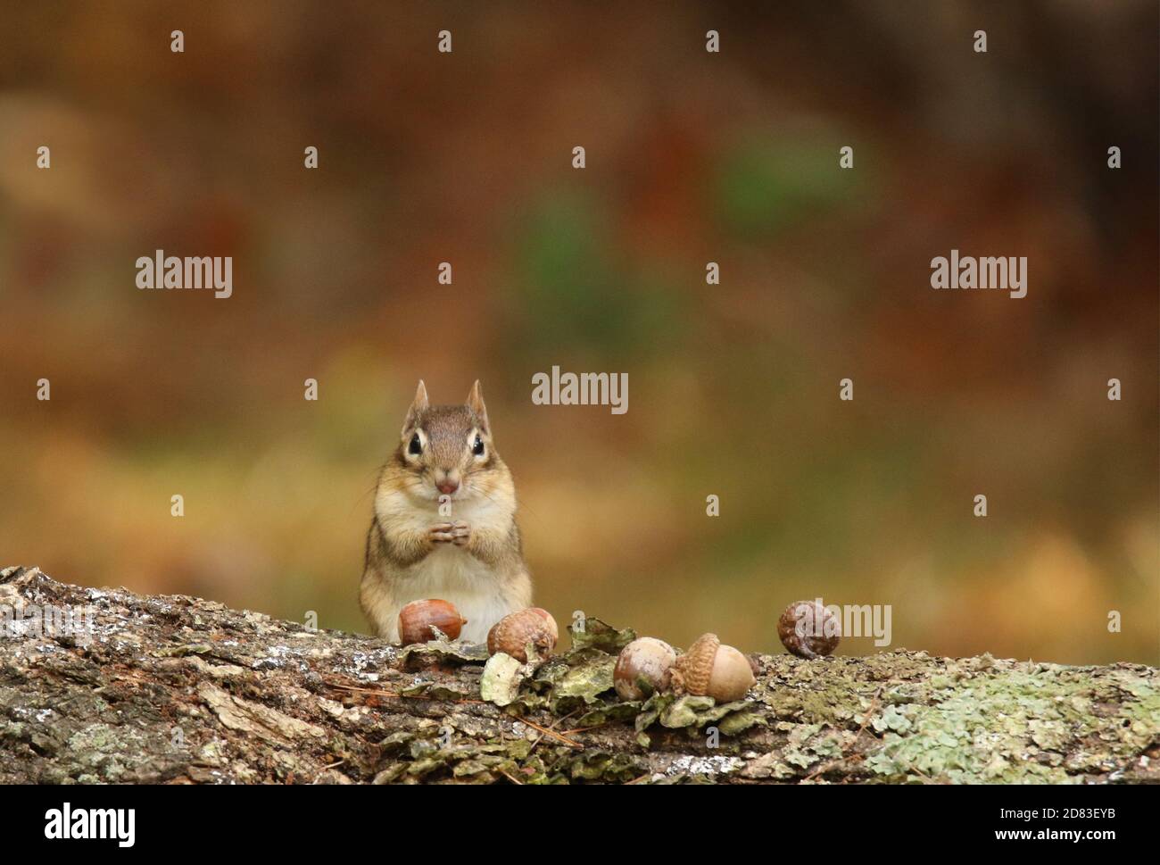 Eastern Chipmunk Tamias striatus sitting on a log eating acorns in Fall Stock Photo