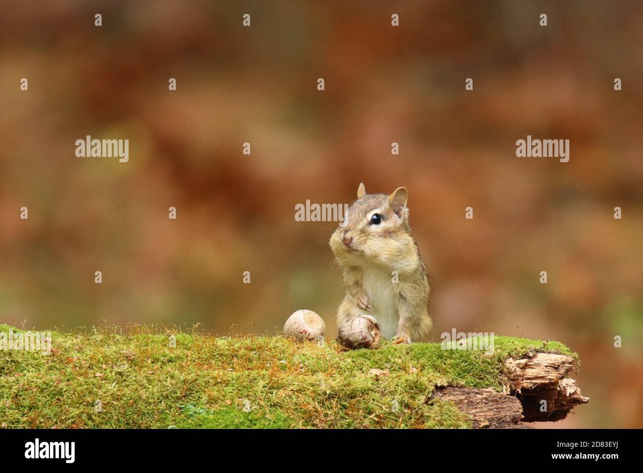 Eastern chipmunk Tamias striatus finding acorns in Fall Stock Photo