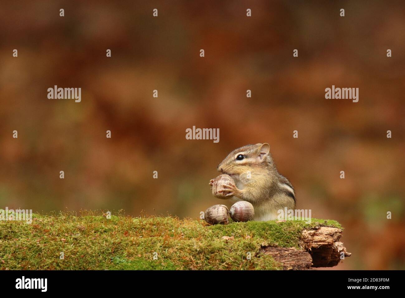 Eastern chipmunk Tamias striatus finding acorns in Fall to store away for winter Stock Photo