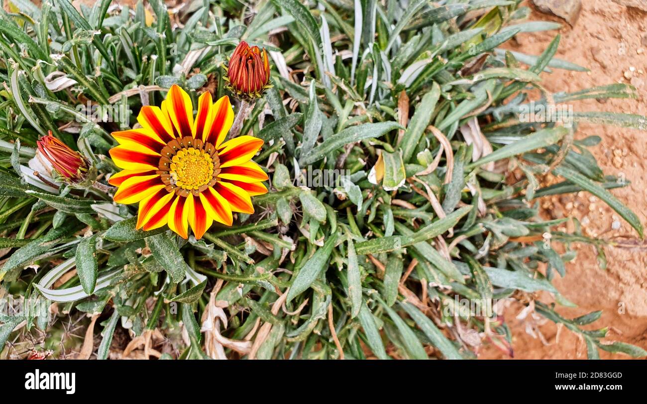 Yellow and Red Gazania Flower Stock Photo - Alamy