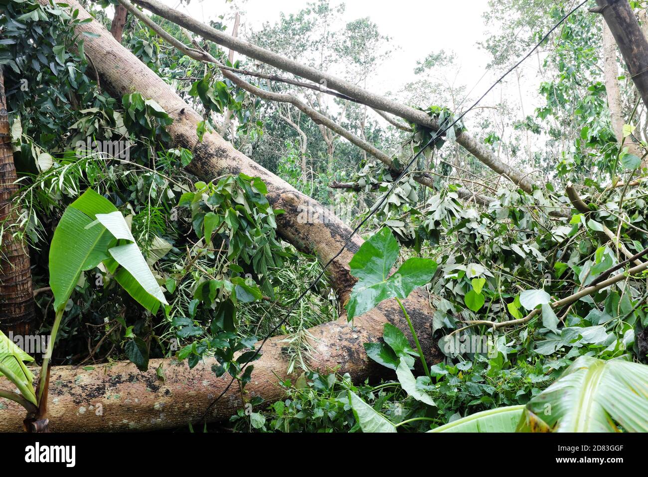 Molave tree hires stock photography and images Alamy