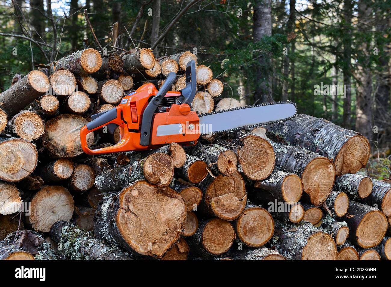 Chainsaw with woodpile of cut logs in background in forest, wood purposely blurred Stock Photo