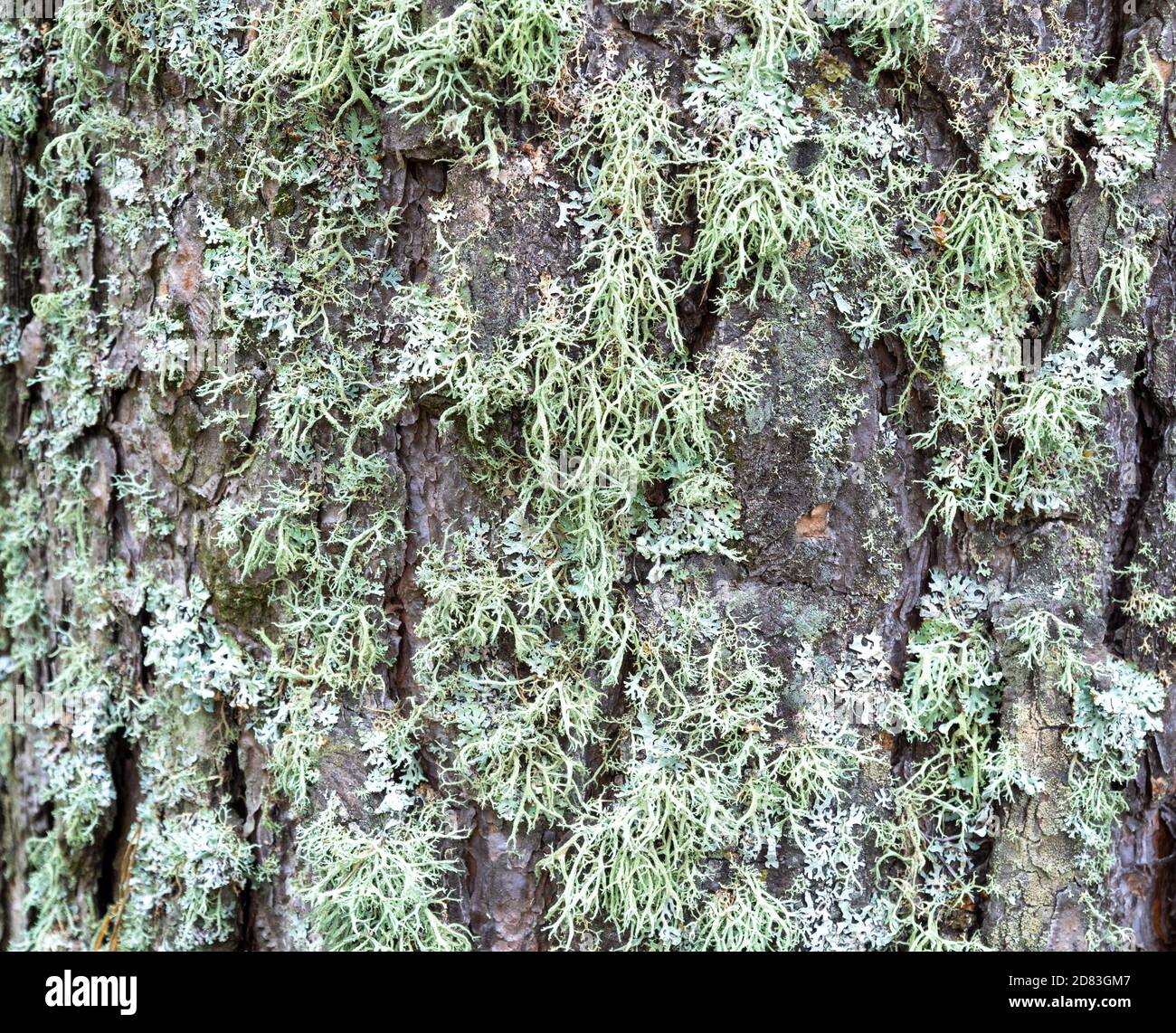 tree covered with green moss. Lichenes bushy on wood. Stock Photo