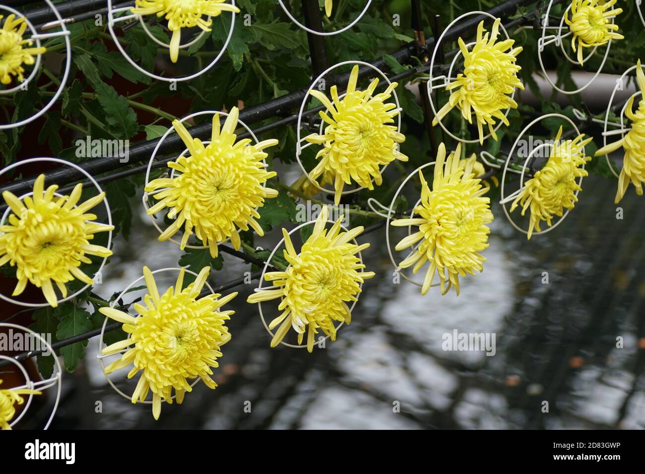 Yellow spider mum flowers arranged inside the metal rings Stock Photo