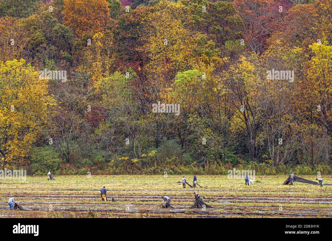 Osage farm produce market hires stock photography and images Alamy