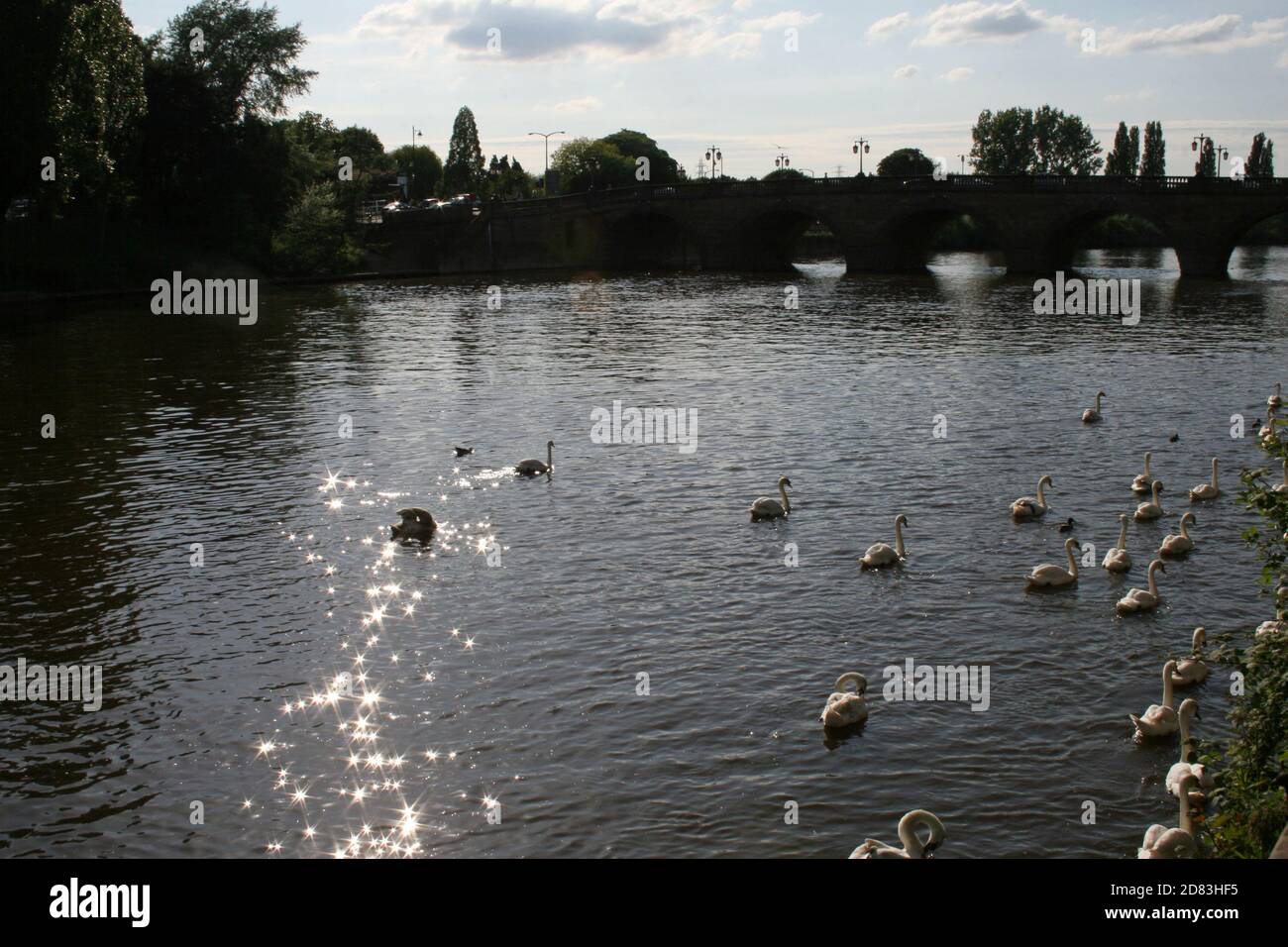 swans on river Stock Photo